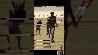 Indian army dog training army indianarmy dog bsf [upl. by Kcirrek]