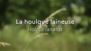 Holcus lanatus Especes phares [upl. by Lengel]