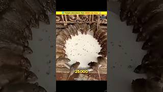 Temple Wheremore Than 25000 Rats Lives 😱science facts shorts factsinhindi [upl. by Athene]