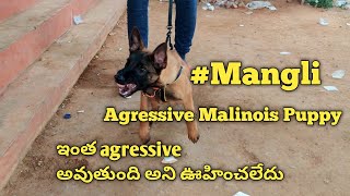 Aggressive Malinois Puppy mangli support viral dogs BalusK9Dogtraining [upl. by Octavie]