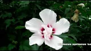 Hibiscus syriacus Lady Stanley Hardy Hibiscus [upl. by Gewirtz]