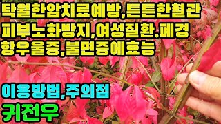 귀전우―암세포 증식 억제 갱년기 증상 완화위암·식도암·대장암·신장암·유방암고혈압혈전증동맥경화당뇨월경불순생리통피부노화피부염정신불안스트레스우울증불면증등에 효능 [upl. by Aicia]