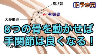 【手首は8つの骨からなる】トラの穴 タウトニング [upl. by Pain191]