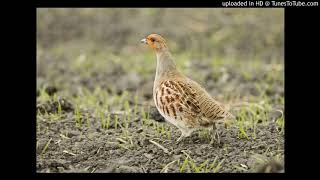 Vogelbestimmung Rebhuhn Perdix perdix [upl. by Robbins]