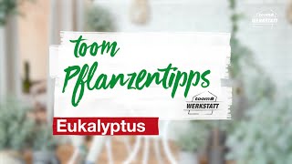 toom Pflanzentipps Eukalyptus  toom Baumarkt [upl. by Tor649]