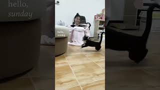 Kungfu cat 😺 mycatchannel funny catchannel yourcat cat shortvideo pets catschannel yourpet [upl. by Arima726]