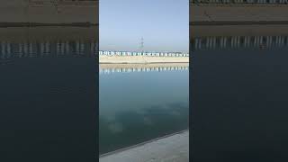 Ganga River Dolphins Rare sighting [upl. by Hollenbeck996]