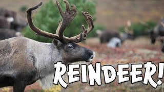 Reindeer Learn facts about Reindeer [upl. by Gamber]