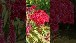 Celosia Cristata flowers celosia cockscomb youtubeshorts [upl. by Tifanie719]