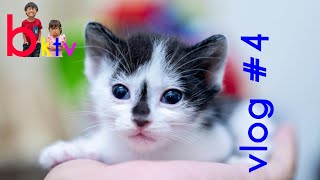 Cat Eye Infection Treatment  Vlog 4 [upl. by Aerdnu400]