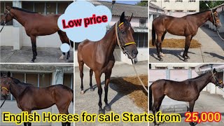 Guindy race course horses for sale  thoroughbred horses  சென்னையில் குதிரைகள் விற்பனைக்கு உள்ளன [upl. by Gearard]