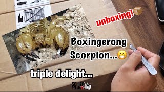 Tropa ni Hanzo unboxing  Parang si Monkey D Luffy lang yung isa😅 [upl. by Hazlett232]