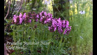 Prunella Summer Daze SelfHeal [upl. by Nnyltiak]