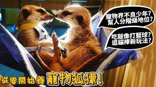 【從零開始養】寵物狐獴幫家中寵物分地位吃飯像打籃球逗貓棒新玩法【許伯簡芝】meerkat [upl. by Anelleh]