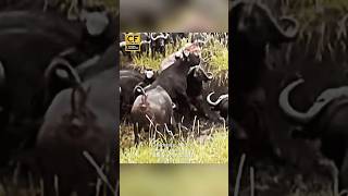 When the Hunter Becomes the Hunted 🦁Lion Dead 🔥  Buffalo Herd’s EPIC Revenge wildlife [upl. by Kozloski]