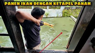 Jitu Berburu Ikan dengan Ketapel Panah di Kolam Mertua  Catching fish with Slingshot [upl. by Tnomyar264]