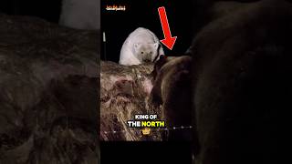 Grizzly Bear vs Polar Bear Whos the True King of the North [upl. by Selle538]