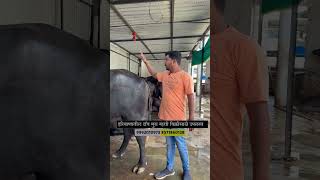 हरियाणातून खरेदी केला मुरा जातीचा रेडा मुराम्हैस buffalodairyfarm shorts [upl. by Berkeley]