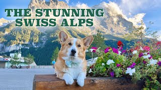 LIVING THE SWISS DREAM  Topi the Corgi [upl. by Aicnatsnoc504]