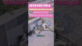 💥pria ini menemukan induk kucing lagi sekarat‼️animalssadstorypetloversshorts [upl. by Vivienne]