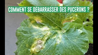 TUTO  COMMENT ENLEVER LES PUCERONS DE MES PLANTES [upl. by Clarinda709]