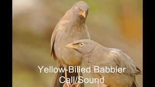 Yello Billed Babbler Call  Sound  Babblers  Babbler Birds  Sri Lankan Birds  Asian Birds [upl. by Yolanthe]