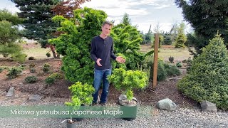 Mikawa yatsubusa Japanese Maple from Conifer Kingdom [upl. by Reisfield]