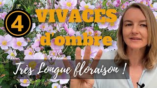 4 vivaces dombre à longue floraison [upl. by Pricilla]