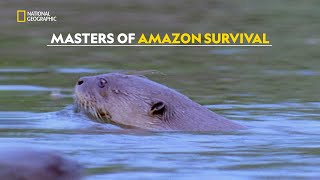 Life in the Flooded Forests of Amazon  Amazonia  हिंदी  S1  E1  Nat Geo Wild [upl. by Edorej790]