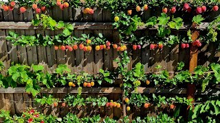 LOOK AT THE PLUMS ON THAT PT1 91 PLUMS Plum Plums PlumTree Fruit Espalier Garden FruitTrees [upl. by Eniamrahs526]