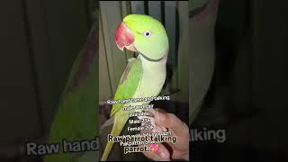 Raw parrot talking parrot  African lovebirds variety  Lutino lovebirds breedinglovebirds breeding [upl. by Anyah]