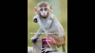 Top 10 Smartest Animals in the World top10 animals smartest [upl. by Tove]