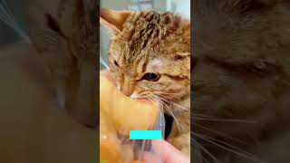 Cat Funny Videos 🐈‍⬛ viral 😸 FunnyCats Part 5623 [upl. by Neruat]