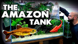 Building THE AMAZON Tank part 4 FIRST FISH  MD Fish Tanks [upl. by Claman702]