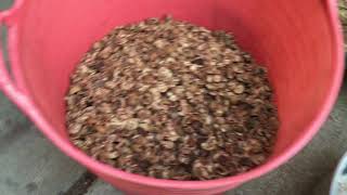 Crack And Process Hickory Nuts [upl. by Brazee318]