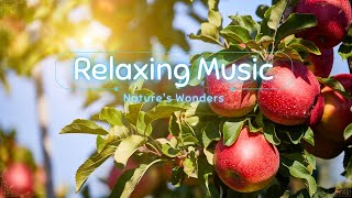 Soothing Orchard Harmony Relaxing Music amidst Apple Blossoms [upl. by Laup]