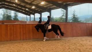 German Riding Pony schooling changes [upl. by Ladin]