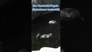 Der HumboldtPinguin Spheniscus humboldti 🐧🐧🐧🐧 [upl. by Danete]