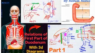 Duodenum Anatomy 3d  Part 1  Relations of First Part of Duodenum  Medical Medics [upl. by Adamina]