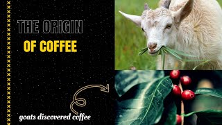 The Origin Of Coffee  A Great Discovery By a Goat [upl. by Thibaud]