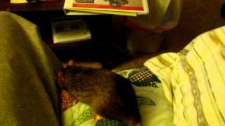 My pet rat starts Attacking and Biting my wrist [upl. by Aimas]