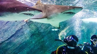 SWIMMING IN A TANK FULL OF SHARKS w Sam Colby amp Corey [upl. by Bullough361]