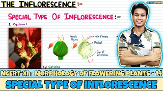 Morphology of Flowering Plants Lec 14 Special Type of Inflorescence Class 11 NEET Neetology [upl. by Nylehtak]