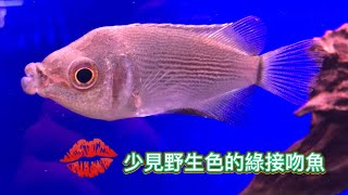 情人首選綠接吻魚Helostoma temminkiiHelostoma temminckii [upl. by Neona]