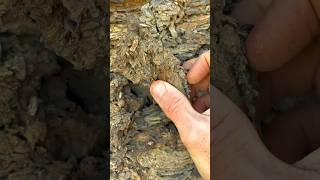 Exposing a perfect Jurassic Belemnite Squidlike creature which was in a large loose shale slab [upl. by Nylrats]