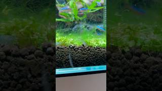 Our new algae eating crew aquascape plantedtank aquarium youtubeshorts [upl. by Adnahsam]