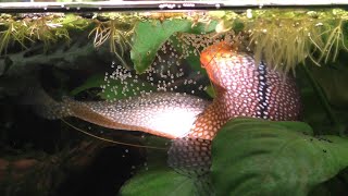 Pearl Gouramis Breeding  Spawning [upl. by Anoval234]