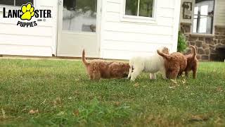 Lovable Goldendoodle Puppies [upl. by Htederem]