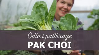 Odla pak choi i pallkrage [upl. by Llenrap]