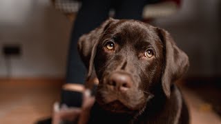 100 Best Chocolate Labrador Names amp Their Meanings🍫🐾 [upl. by Eenalem]